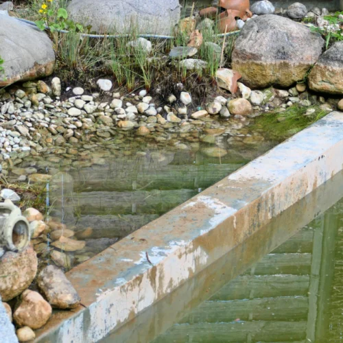 a neglected pond in need of cleaning