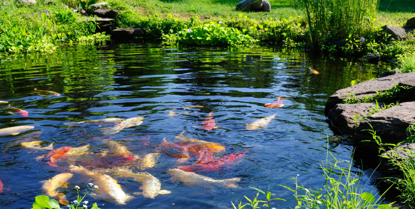 man made koi pond with varying koi fish